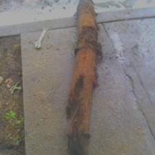 How Do Roots Enter Sewer Pipes